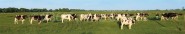 Panoramapostkarte Kühe auf der Weide 
