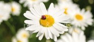 XL-Postkarte Gänseblümchen 