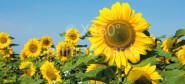 XL-Postkarte Sonnenblumen 