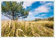 Postkarte Dünenlandschaft 