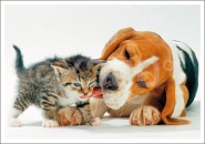Postkarte Hund & Katze 