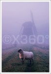 Postkarte Schaf mit Windmühle 