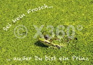 Postkarte Sei kein Frosch 