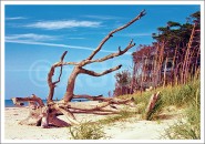 Postkarte Baumstamm am Strand 