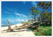 Postkarte Baum am Strand 