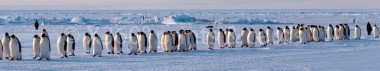 Panoramapostkarte Pinguine 