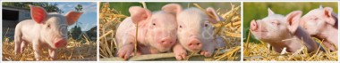 Panoramapostkarte Schweine 