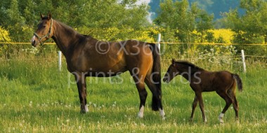 XL-Postkarte Pferde 