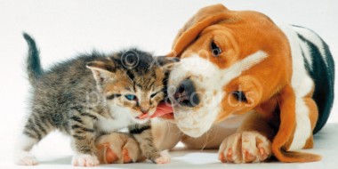 XL-Postkarte Hund & Katze 