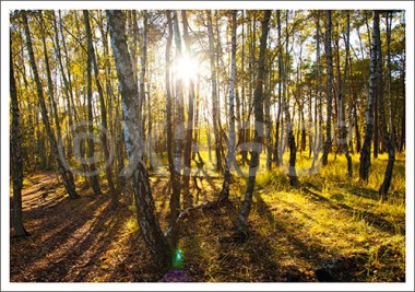 Postkarte Birkenwald 