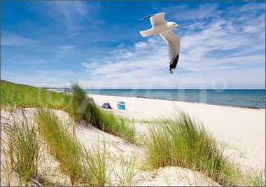 Postkarte Möwe am Strand 