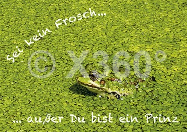 Postkarte Sei kein Frosch 