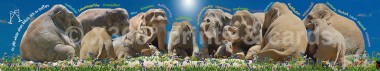 Panoramapostkarte Elefantenrunde 
