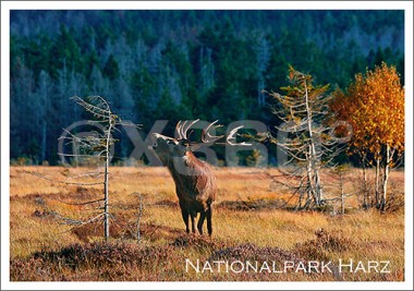 Postkarte Nationalpark Harz Hirsch 