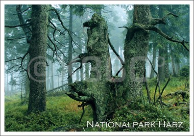 Postkarte Nationalpark Harz Wald 