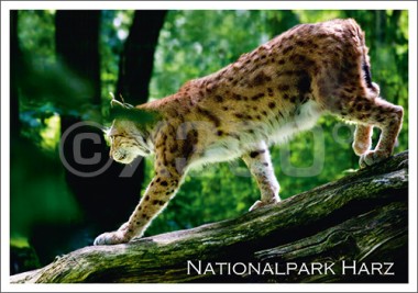 Postkarte Nationalpark Harz Lux 