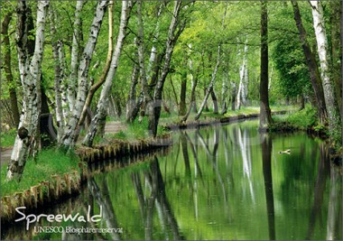 Postkarte Spreewald Birken 