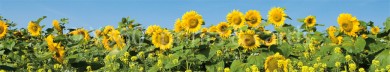 Panoramapostkarte Sonnenblumen 
