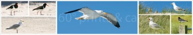 Panoramapostkarte Möwen 
