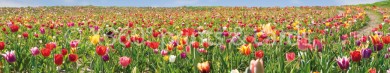 Panoramapostkarte Tulpenfeld 