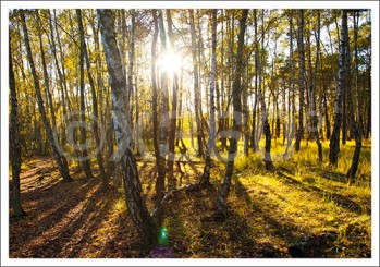 Postkarte Birkenwald 