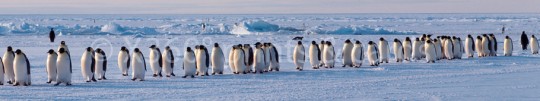 Panoramapostkarte Pinguine 