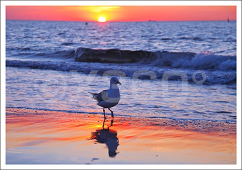 Postkarte Grüße Nordsee 