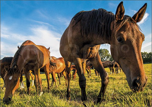 3D-Postkarte Pferde 