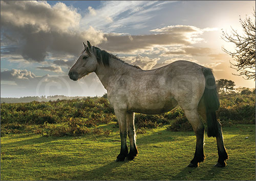 3D-Postkarte Pferd 