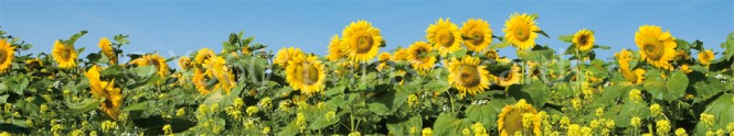 Panoramapostkarte Sonnenblumen 
