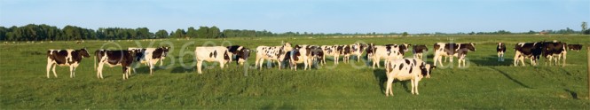 Panoramapostkarte Kühe auf der Weide 