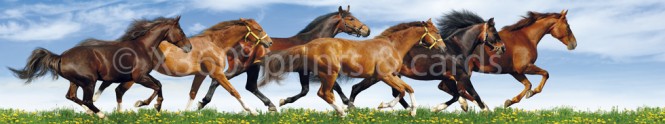 Panoramapostkarte Galoppierende Pferde 