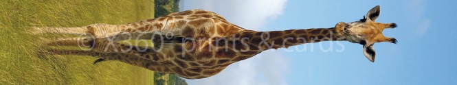 Panoramapostkarte Giraffe 