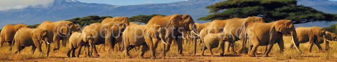 Panoramapostkarte Elefanten 