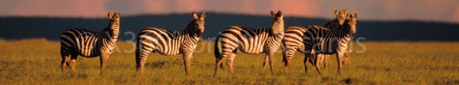 Panoramapostkarte Zebras 