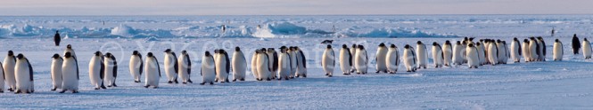 Panoramapostkarte Pinguine 