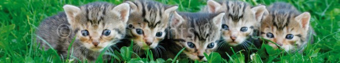 Panoramapostkarte Katzen 
