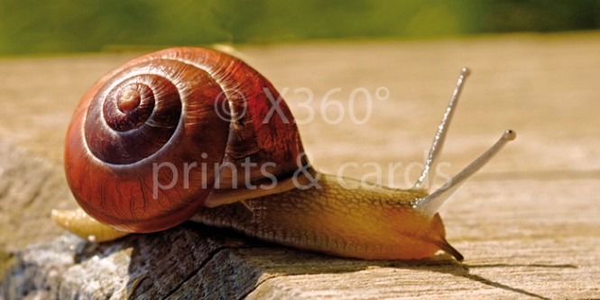 XL-Postkarte Schnecke 