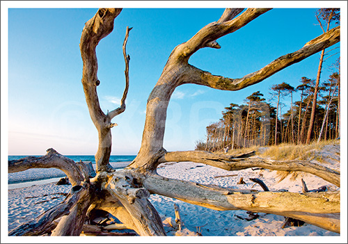 Postkarte Baumstamm am Strand 