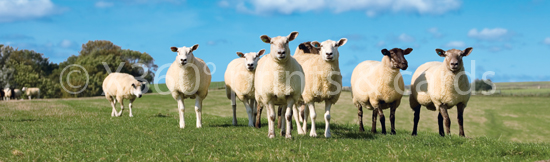 Lesezeichen Schafe 